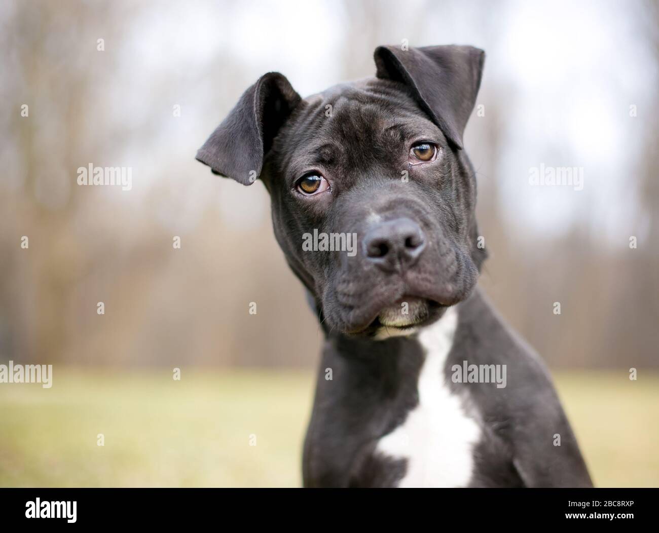 Un carino nero e bianco Pit Bull Terrier misto cucciolo di razza con grandi orecchie floppy e una faccia rugosa ascolto con un inclinazione della testa Foto Stock