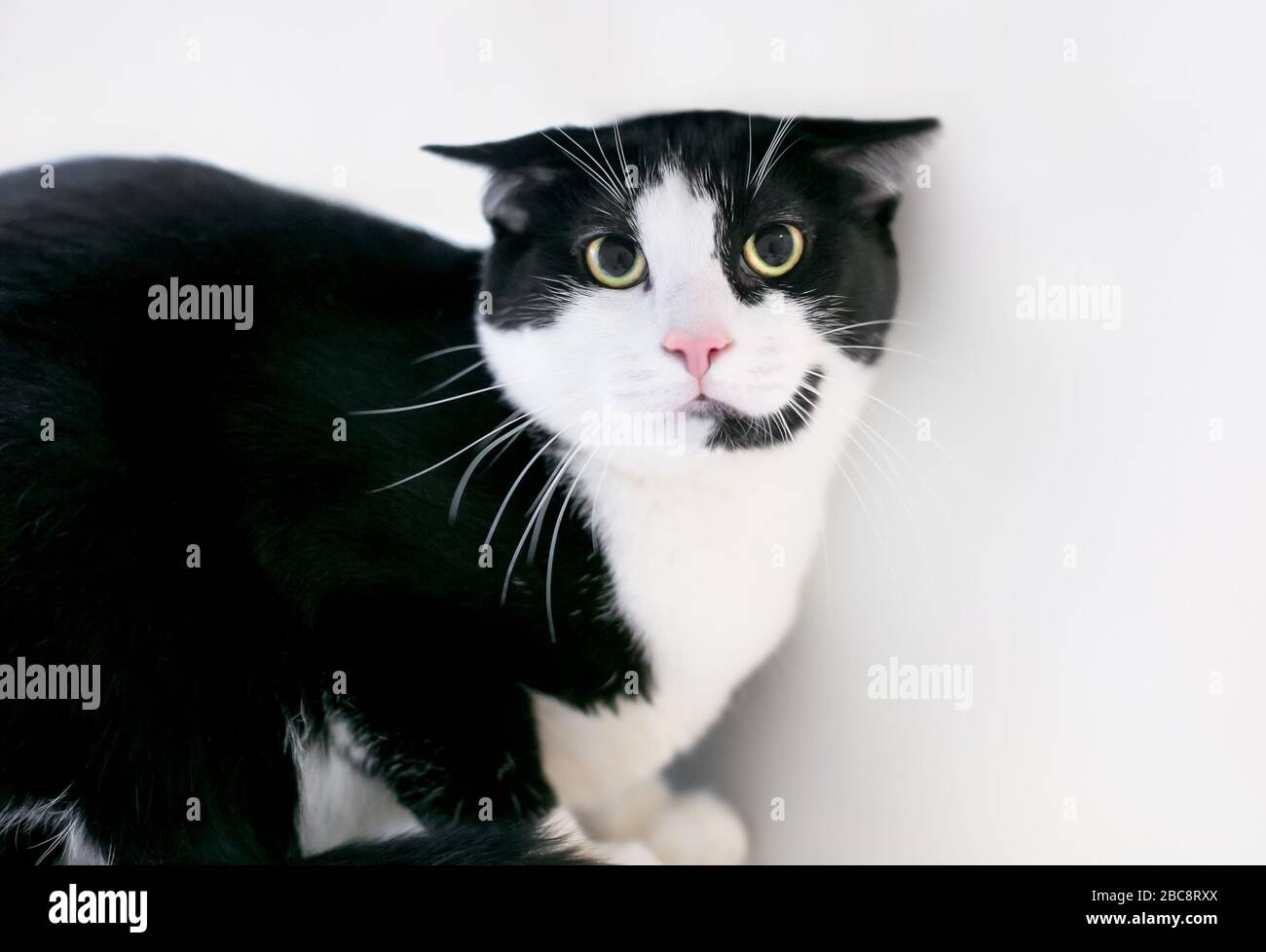 Un gatto Tuxedo nero e bianco infelice con un'espressione spaventata, pupille dilatate e orecchie tenute piatte Foto Stock