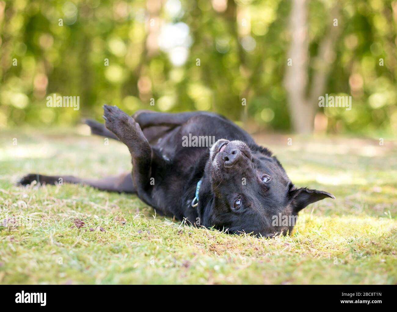 Un cane di razza mista nero felice sdraiato sulla schiena e rotolando nell'erba Foto Stock