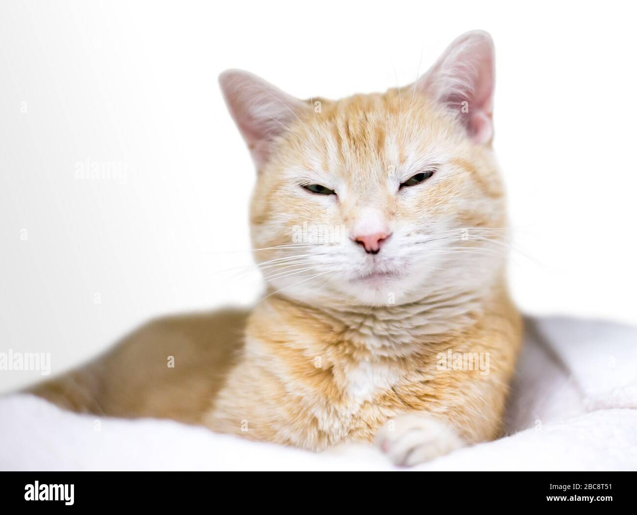 Un gatto a stiva domestico arancione tabby adagiato su una coperta con un'espressione sonnolenta Foto Stock