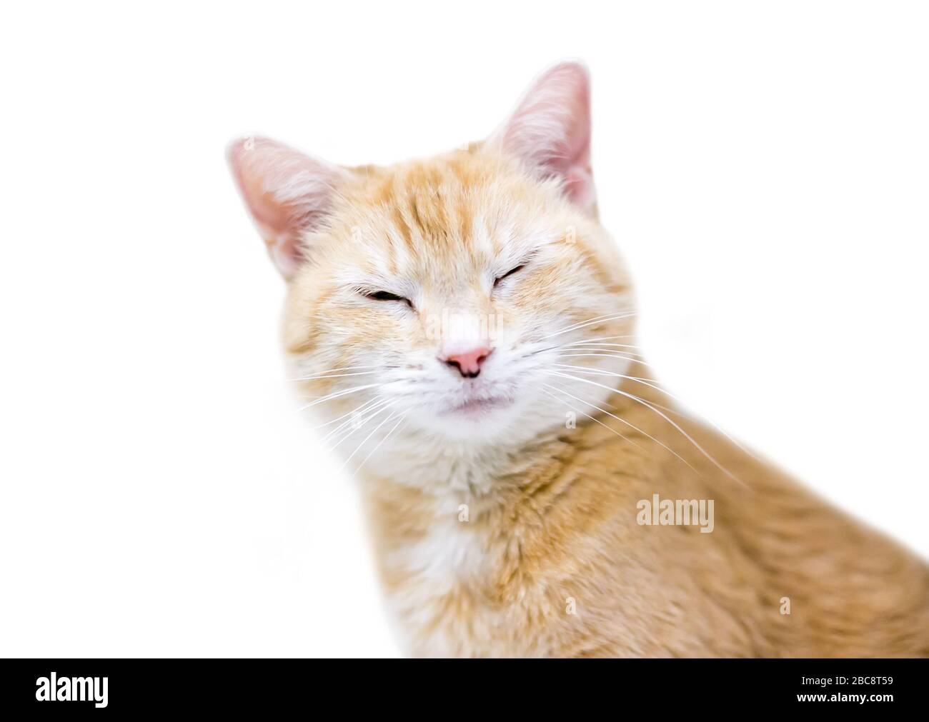 Un gatto arancione tabby domestico shorthair con i suoi occhi chiusi Foto Stock