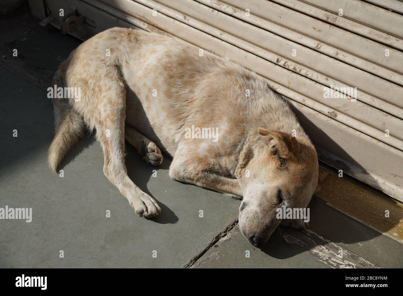 Il cane senzatetto bianco e marrone dorme in caldo sole sul pavimento di cemento caldo fuori di un negozio chiuso. Un cane da strada abbandonato che snooozing. Foto Stock