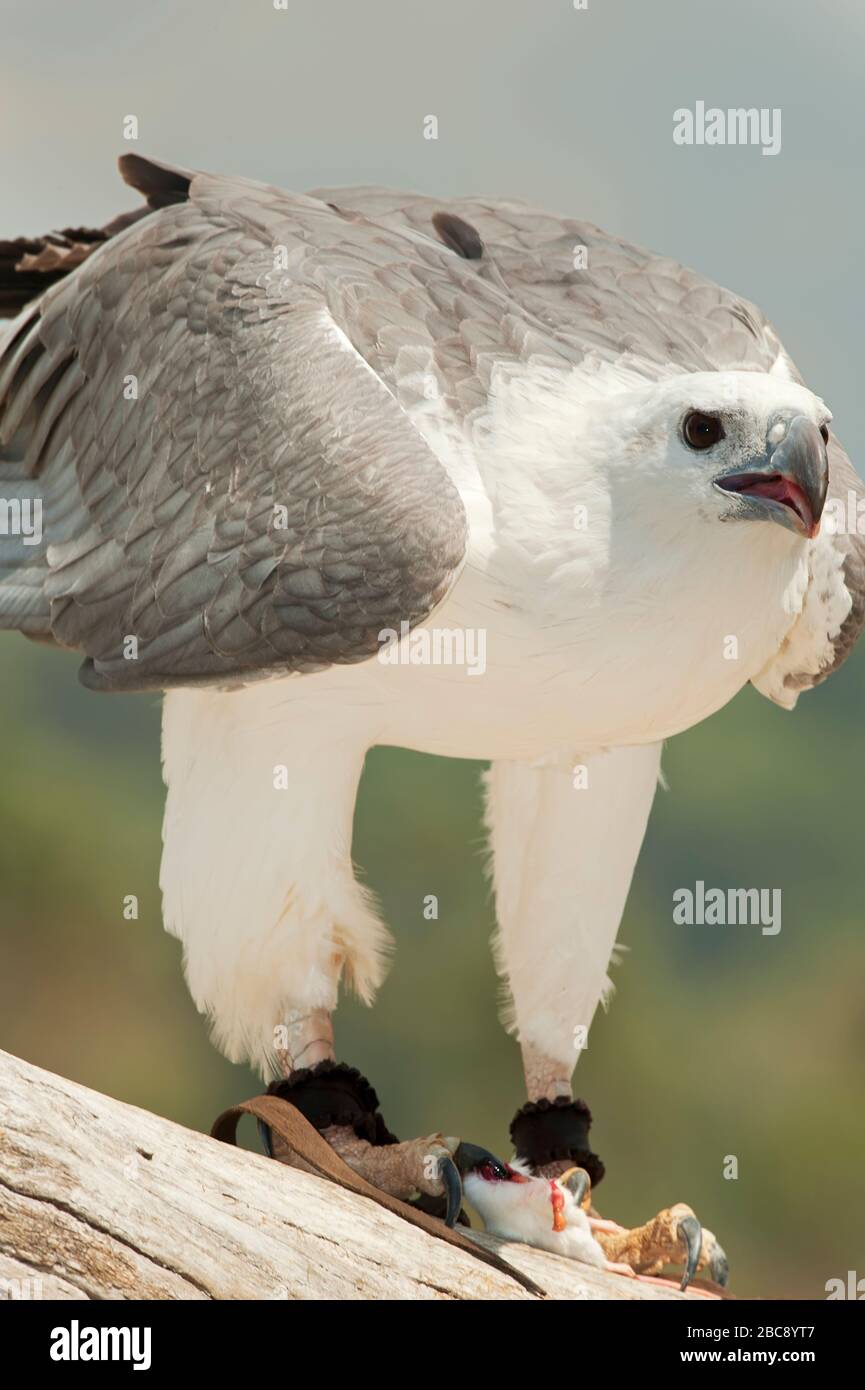 Aquila di mare bianca (Leucogaster di Haliaeetus), Brisbane, Queensland, Australia Foto Stock