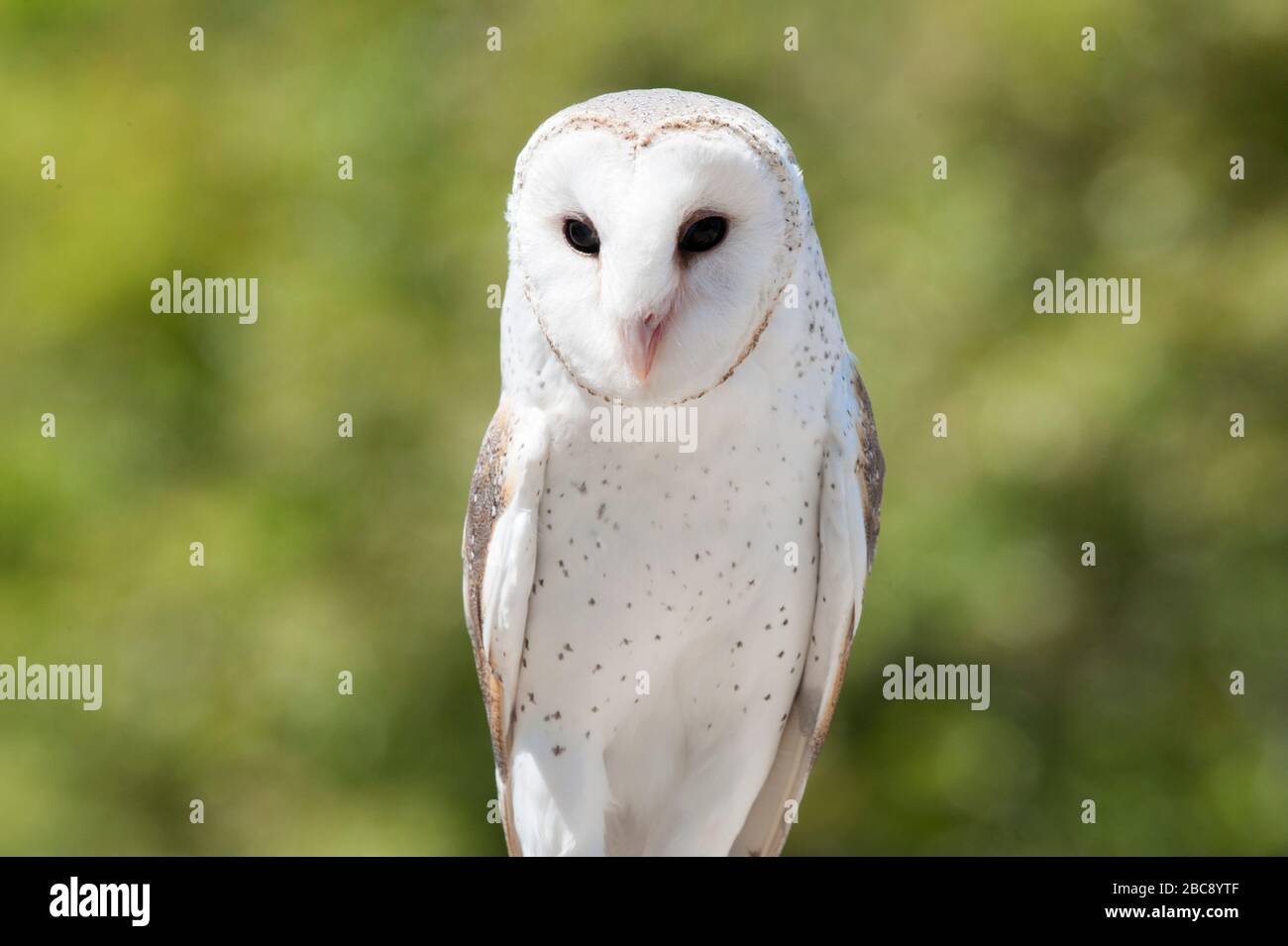 Il barbagianni (Tyto alba), Lone Pine Koala Sanctuary, Brisbane, Queensland, Australia Foto Stock