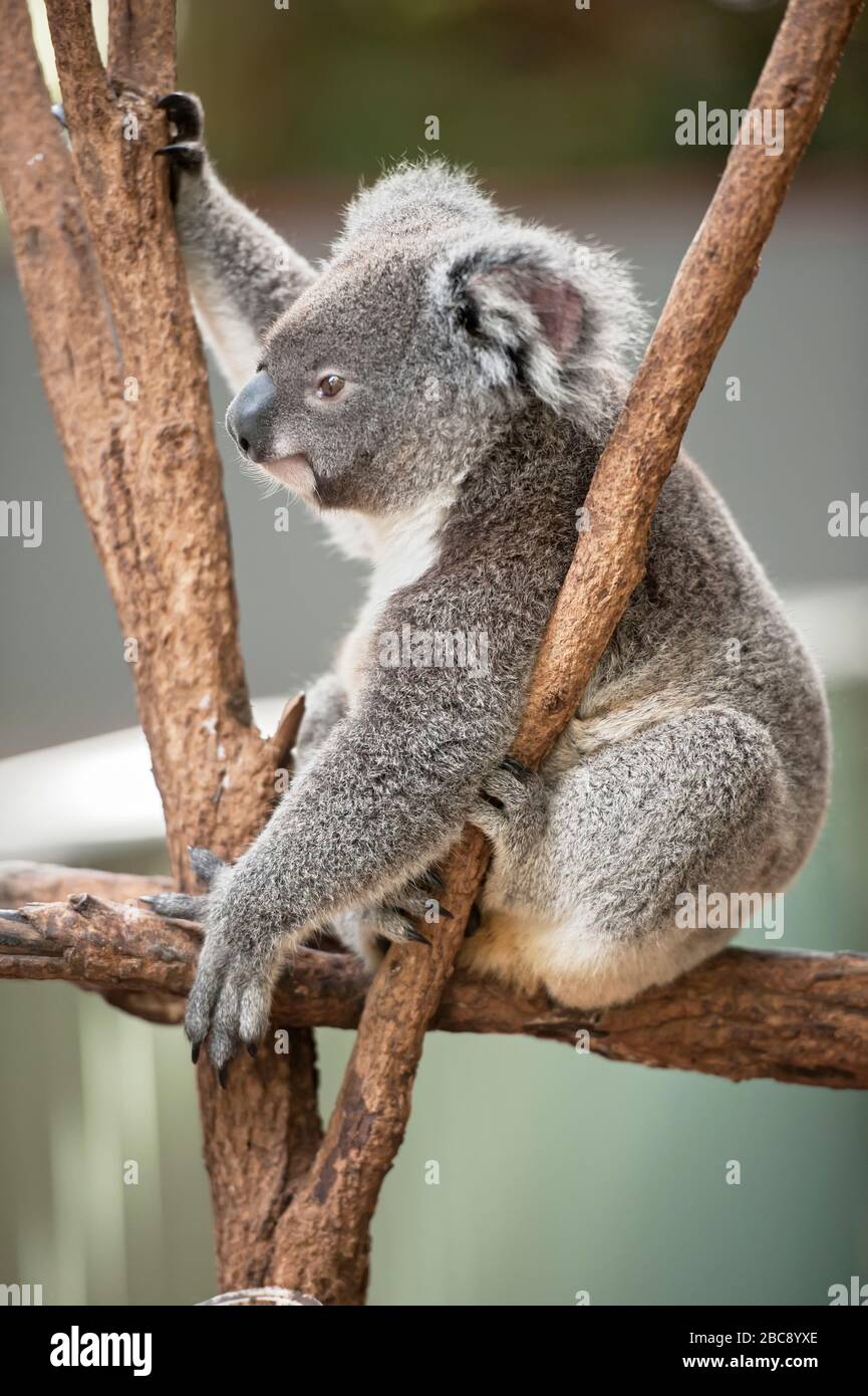 Koala (Phascolarctos Cinereous) riposante nell'albero, Brisbane, Queensland, Australia Foto Stock