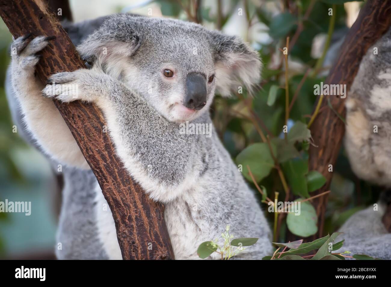 Koala (Phascolarctos Cinereous), Brisbane, Queensland, Australia Foto Stock