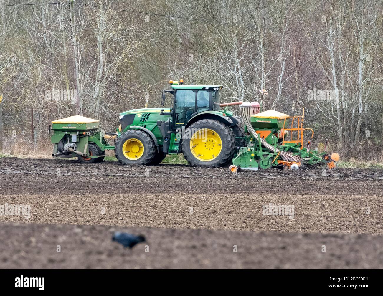 Un trattore che prepara il terreno superiore prima della semina, East Calder, West Lothian, Scotland, UK. Foto Stock