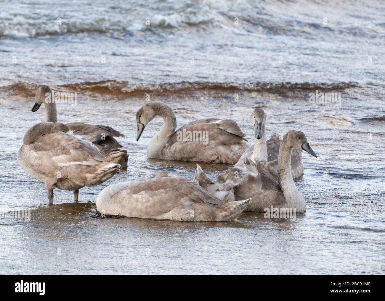 I Signets che riposano sulla riva Foto Stock