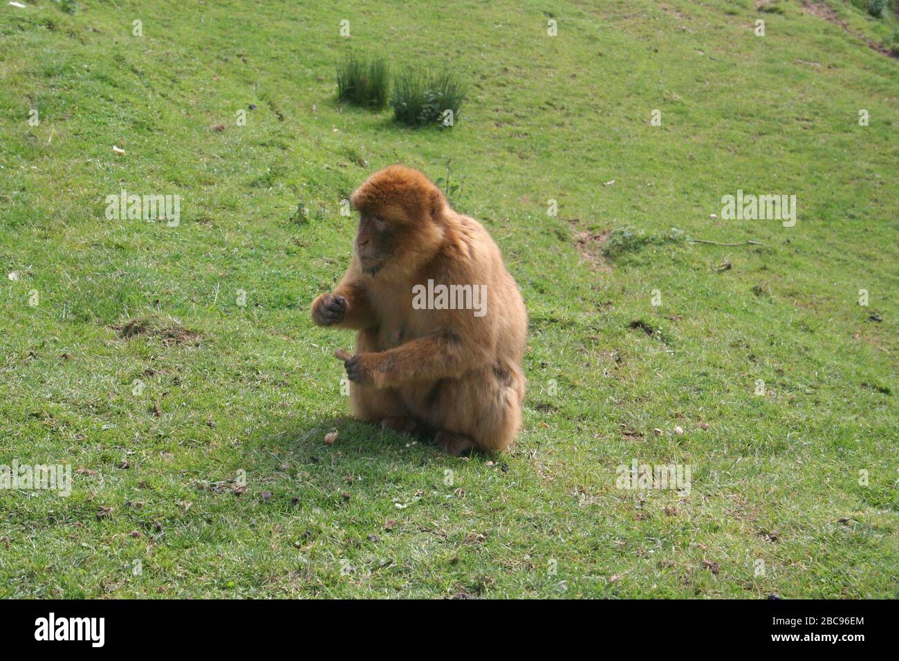 Scimmia Barbary Macaque (Macaca sylvanus) Seduto mangiare da solo conosciuto anche come Barbary ape o magot Parco faunistico Cabarceno Cantabria Spagna Foto Stock