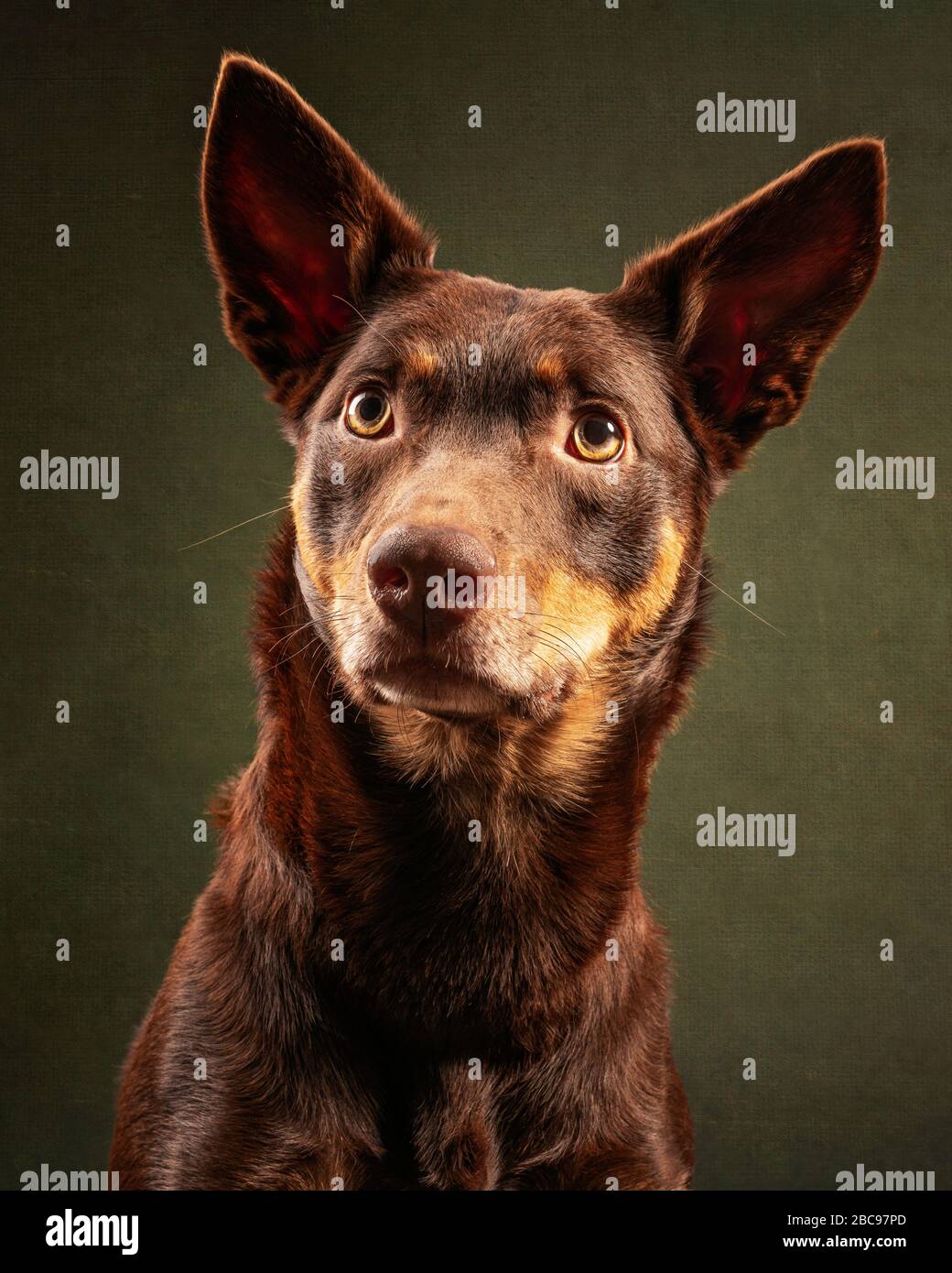 Kelpie Headshot Foto Stock
