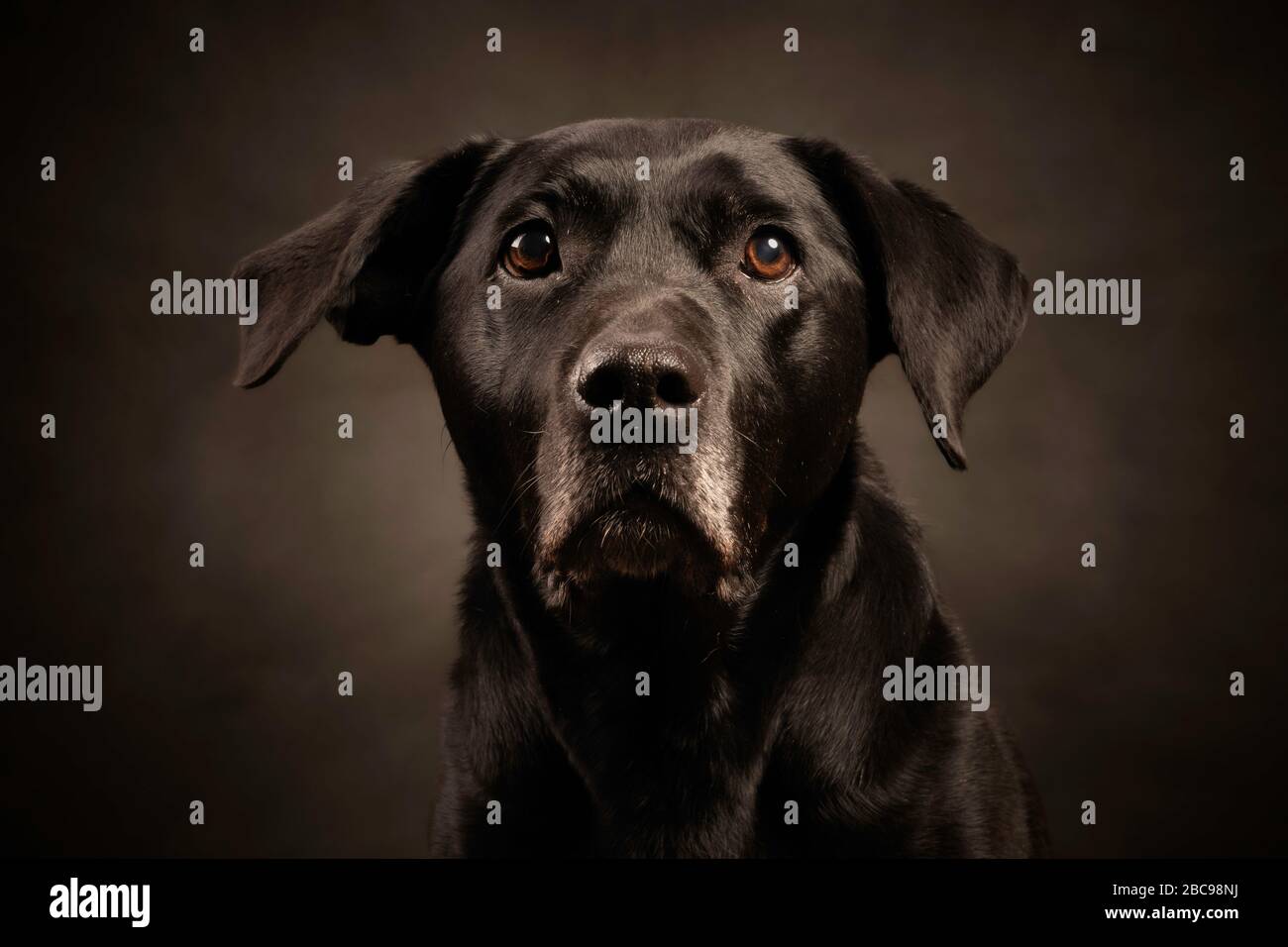 Foto in cross-ritratto di Staffie Lab Foto Stock