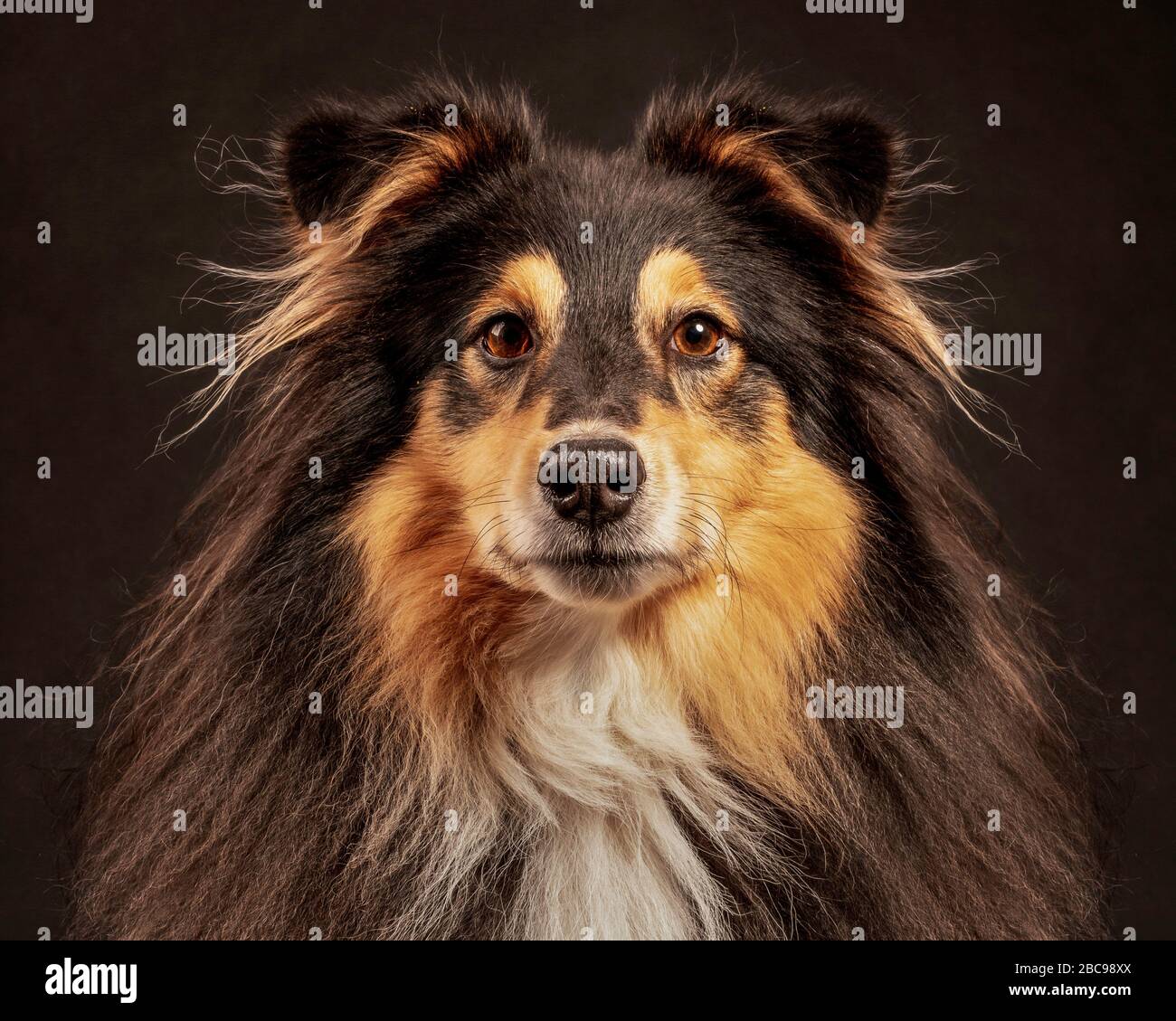 Shetland Sheepdog ritratto Foto Stock