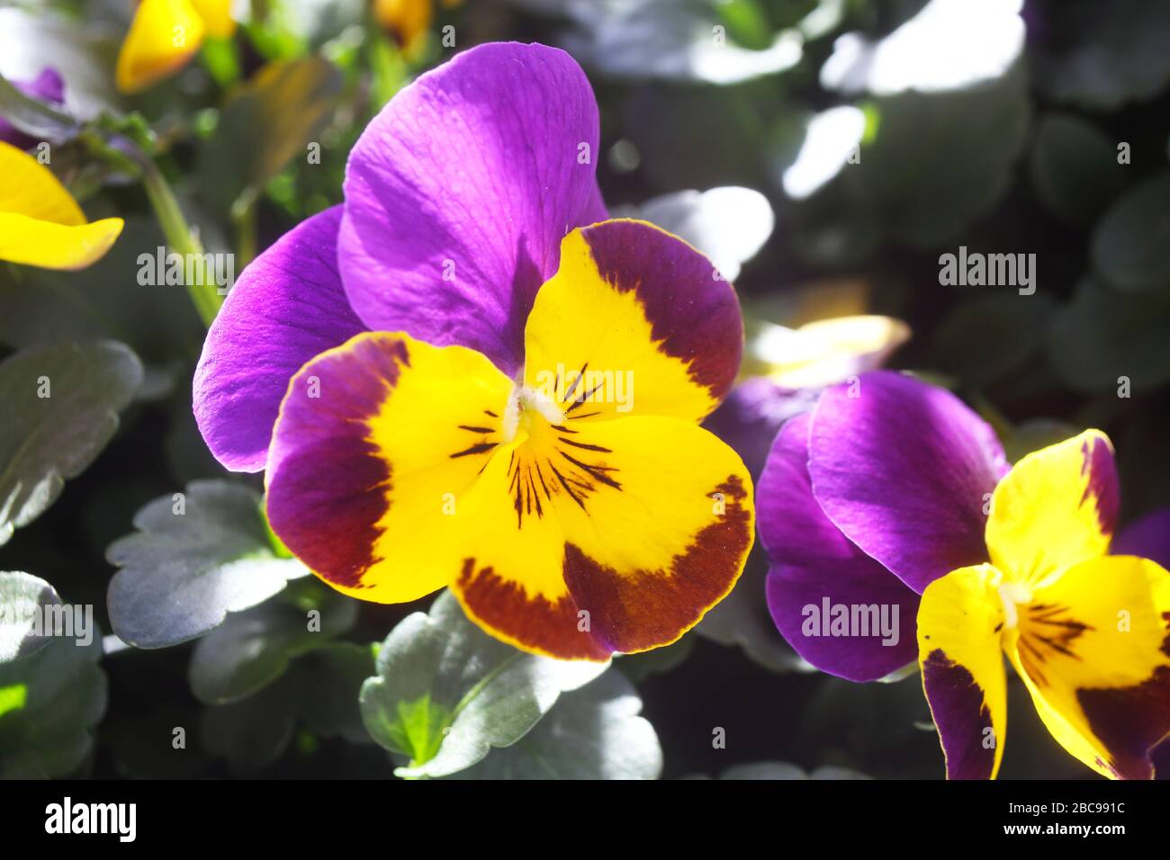 Due pansies colorate in vaso sul balcone a Londra, Regno Unito Foto Stock