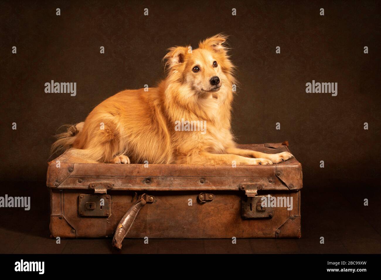 Zenzero Dog su valigia Foto Stock