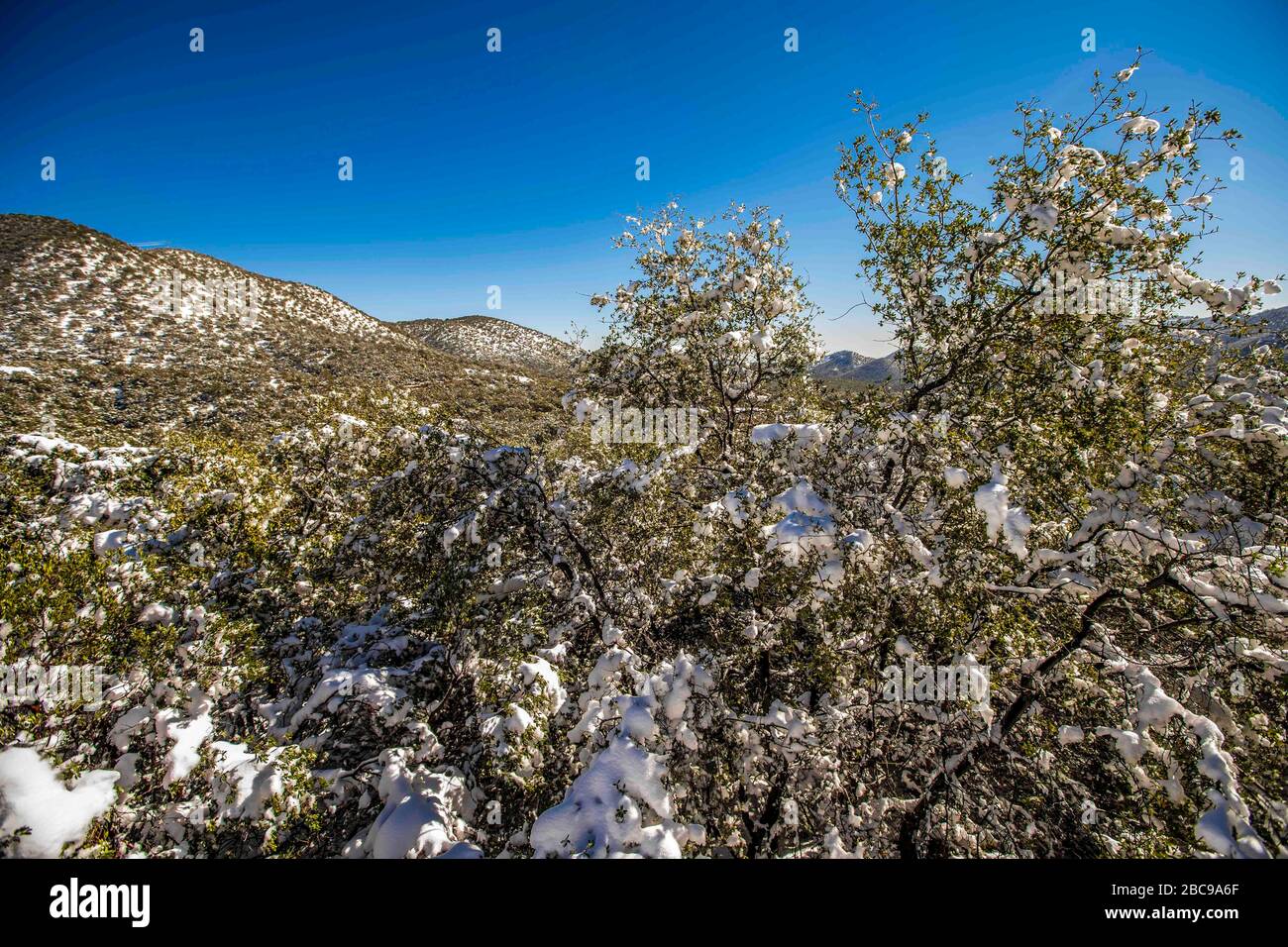 paesaggi di neve con cielo limpido. Inverno a Cananea, sonora, Messico. Neve sulle montagne la Mariquita e Sierra Elenita. 2020. (Foto di: GerardoLopez / NortePhoto.com)..... paisajes de la neve con cielo despejado. Invierno en Cananea, sonora, Messico. Nieve en la siera la Mariquita y sierra Elenita . 2020. (Foto di: GerardoLopez/NortePhoto.com ) Foto Stock