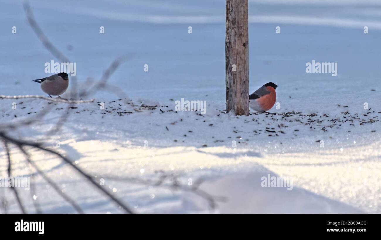 Coppia di bulli eurasiatici (pirrhula pirrhula) con abbondanza di semi di girasole. Foto Stock