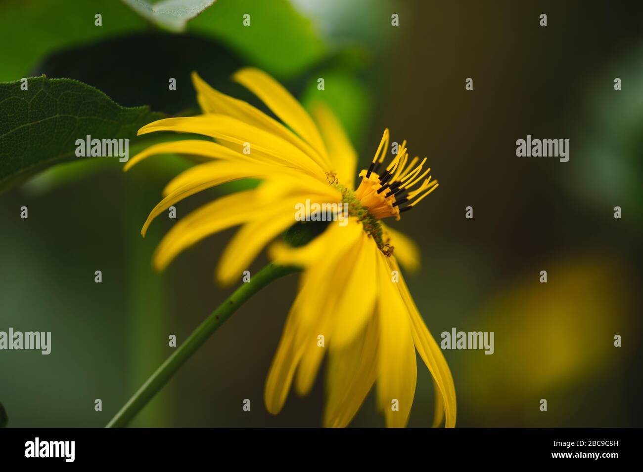 Topinambur, fiore, Foto Stock