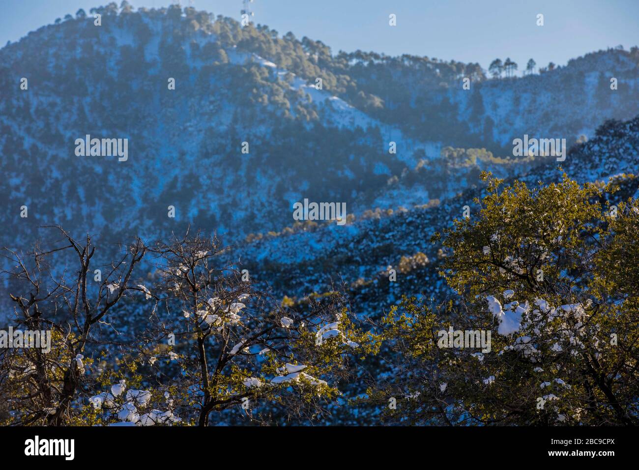 paesaggi di neve con cielo limpido. Inverno a Cananea, sonora, Messico. Neve sulle montagne la Mariquita e Sierra Elenita. 2020. (Foto di: GerardoLopez / NortePhoto.com)..... paisajes de la neve con cielo despejado. Invierno en Cananea, sonora, Messico. Nieve en la siera la Mariquita y sierra Elenita . 2020. (Foto di: GerardoLopez/NortePhoto.com ) Foto Stock