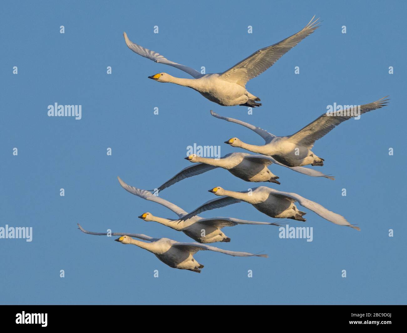 Gregge di Whooper Swans (Cygnus Cygnus) in volo contro un cielo blu, inverno, Cambridgeshire, Inghilterra Foto Stock