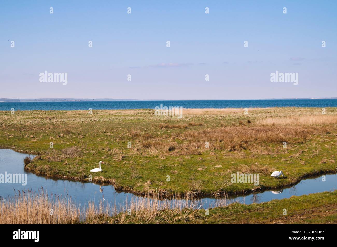Paesaggio nella riserva naturale Geltinger Birk, Mar Baltico, Schleswig Holstein. Foto Stock