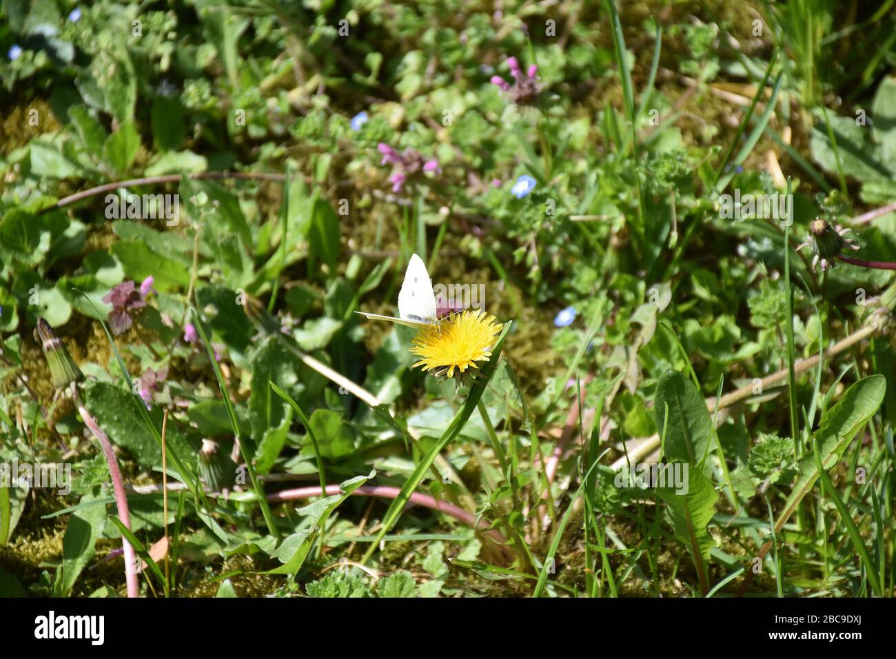 Un prato pieno di piante da campo. Una farfalla bianca sbarcò su un fiore di dente di leone Foto Stock