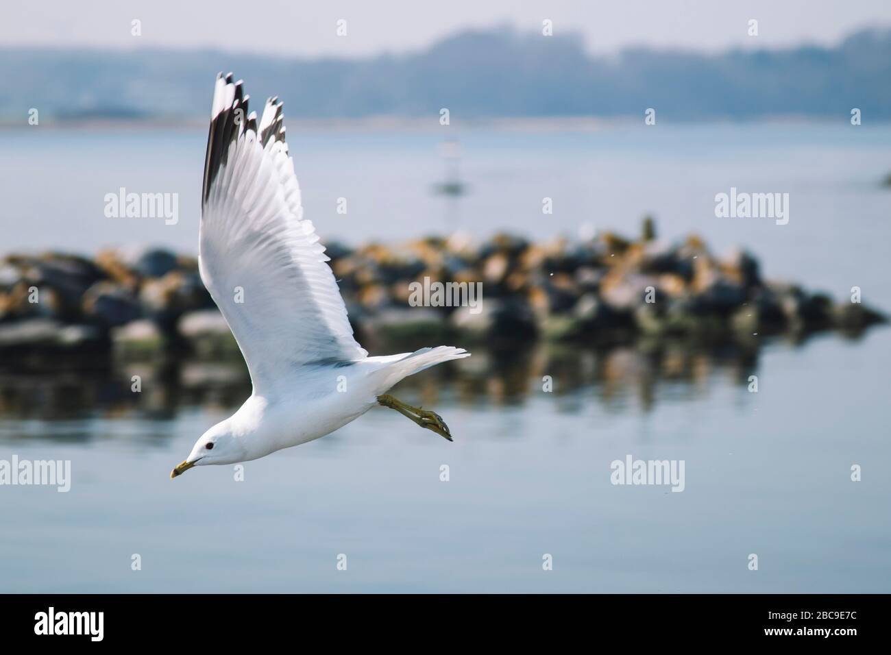Seagull, volo, Maasholm Bad, Schleswig Holstein. Foto Stock