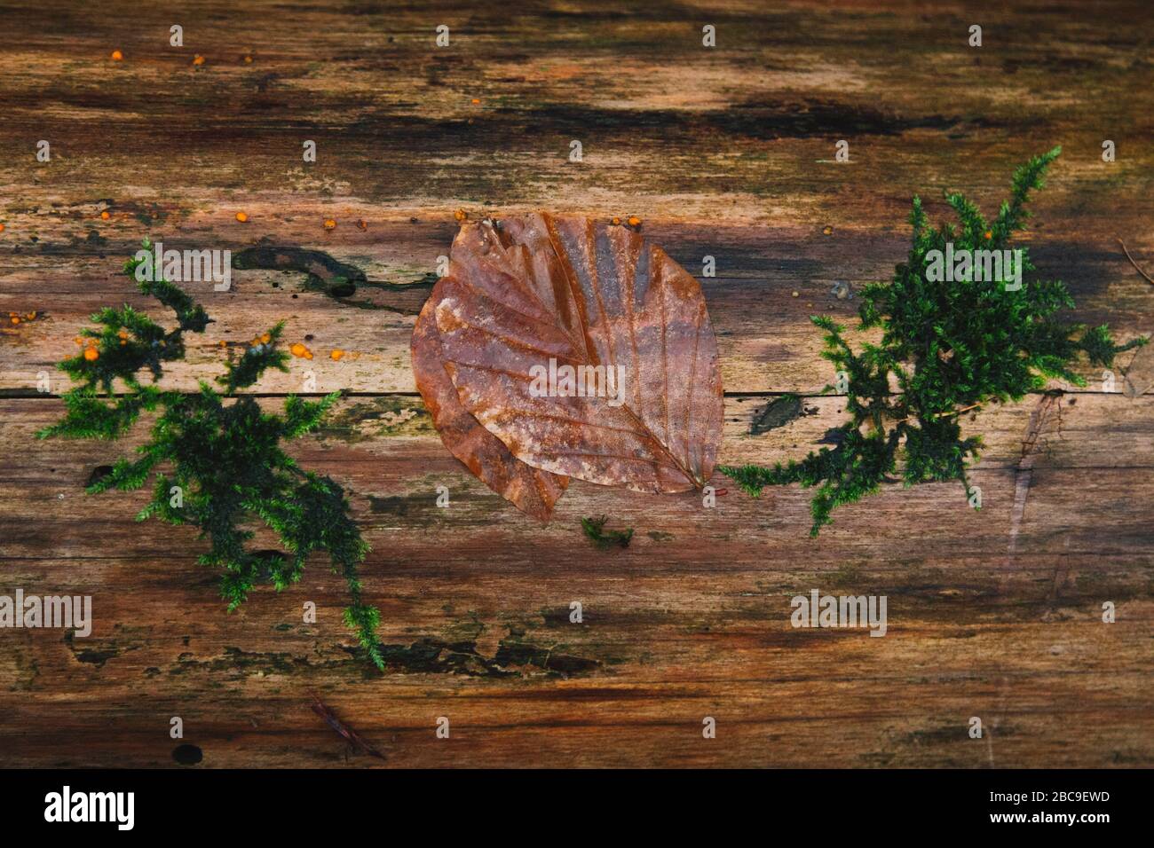 Legno, particolare, muschio, fogliame, Foto Stock