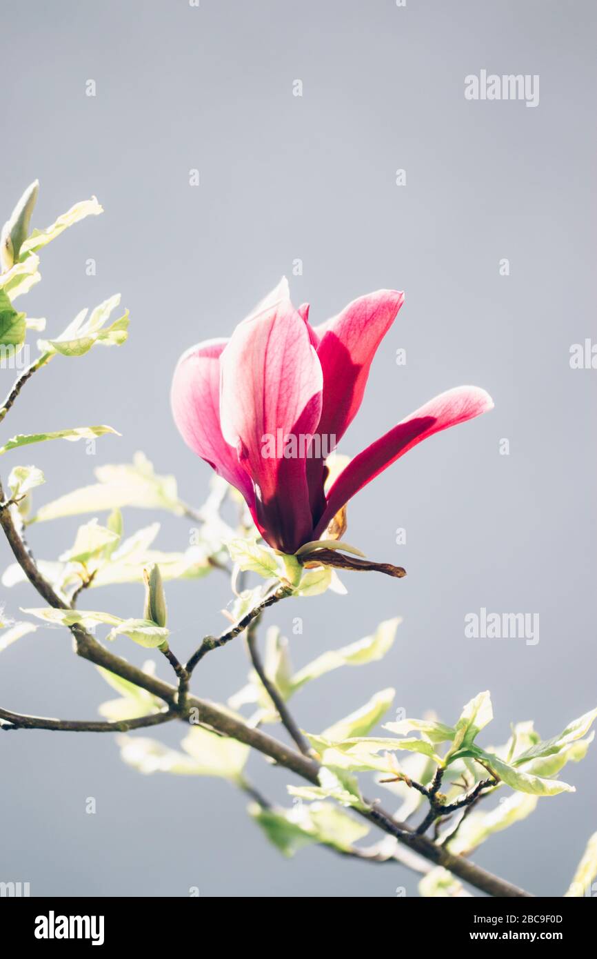 Magnolia, dettaglio, fiore, Foto Stock