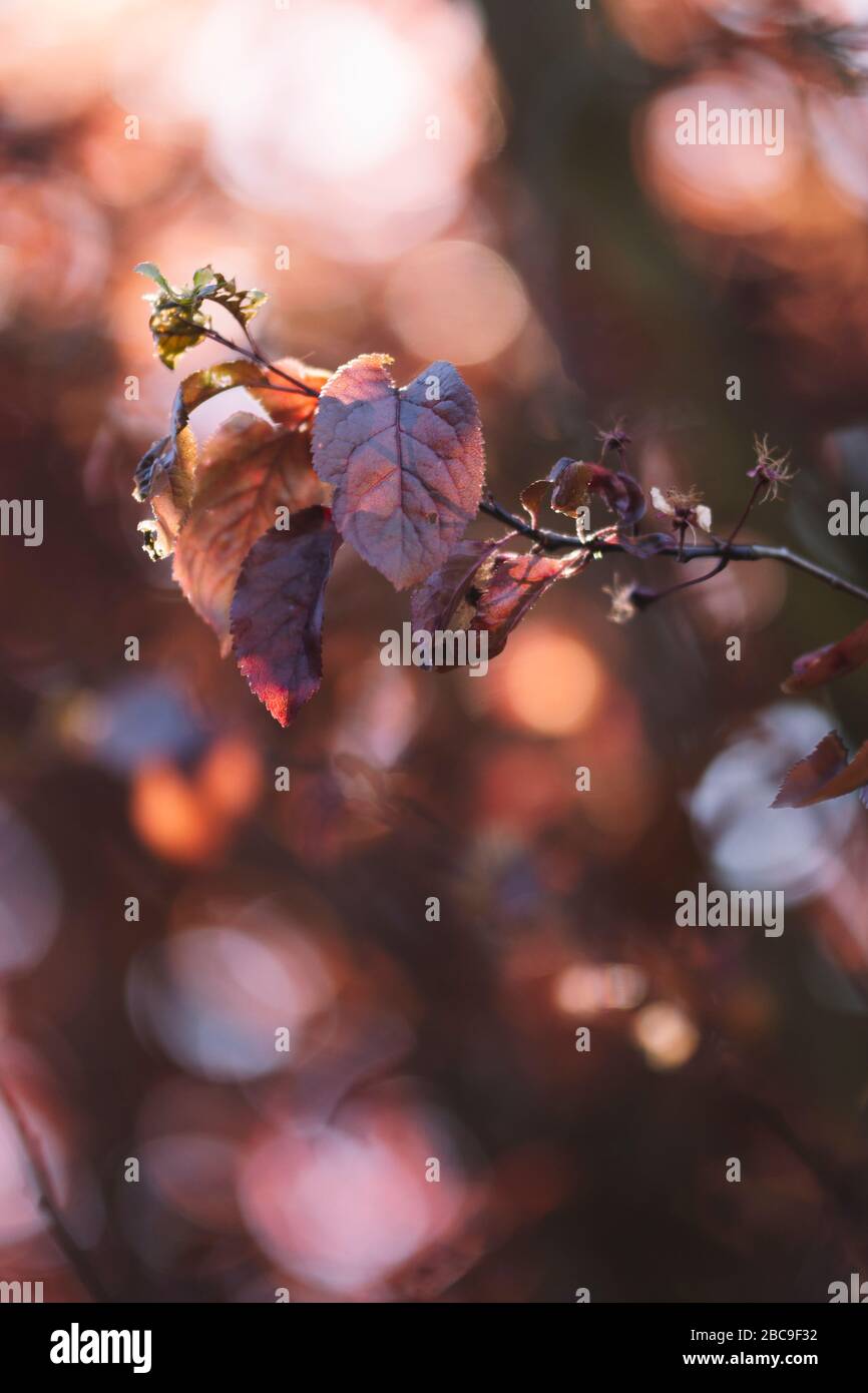 Albero deciduo, dettaglio, fiori, Foto Stock