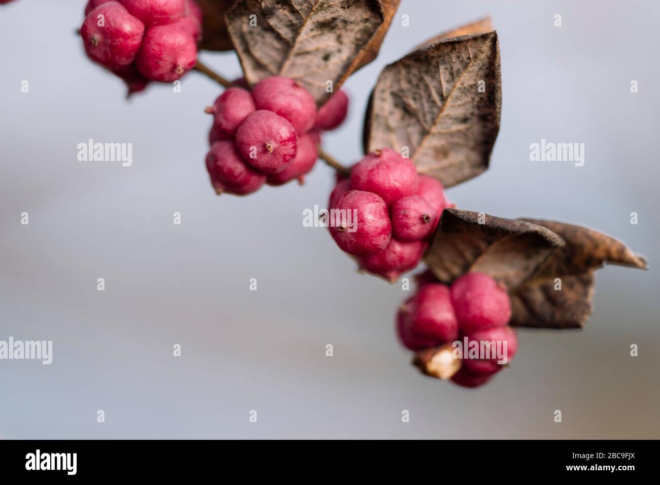 Luna di miele in giardino nel mese di marzo Foto Stock