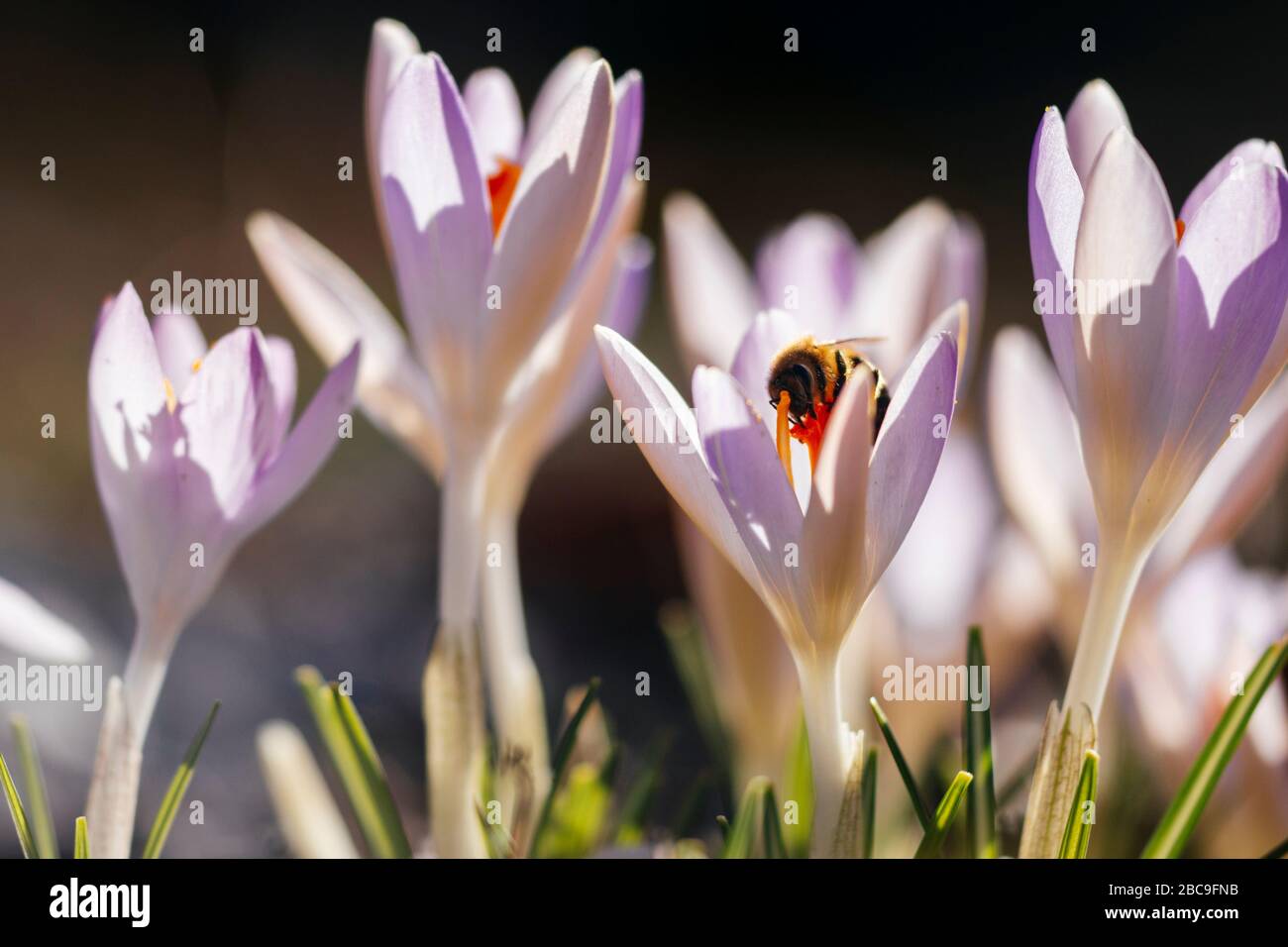 Crocuses, soleggiato Foto Stock