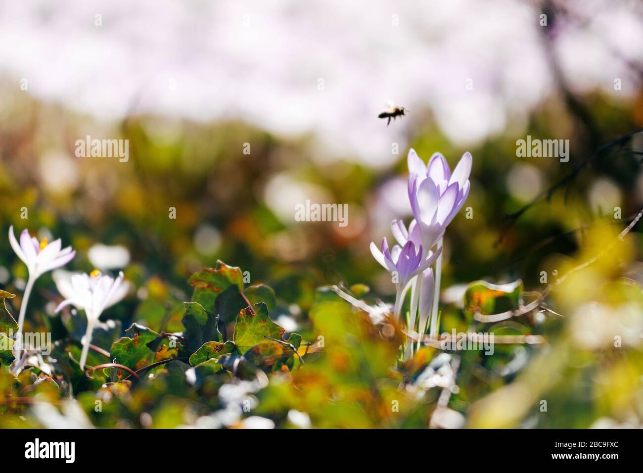 Crocuses, soleggiato Foto Stock