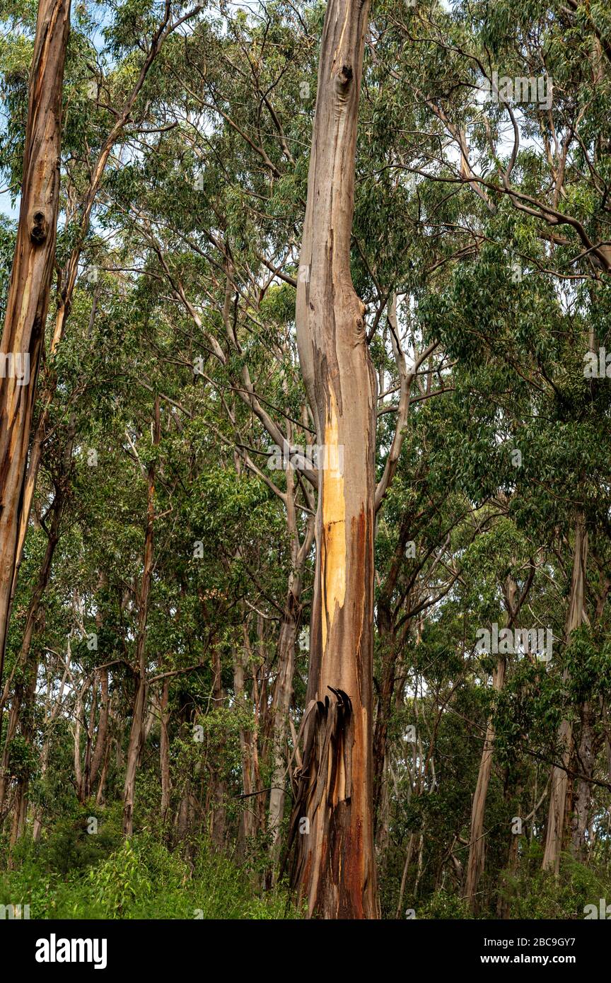 Ricrescita di alberi a seguito degli incendi boschivi del 2019 e 2020, Great Otway National Park, Australia Foto Stock