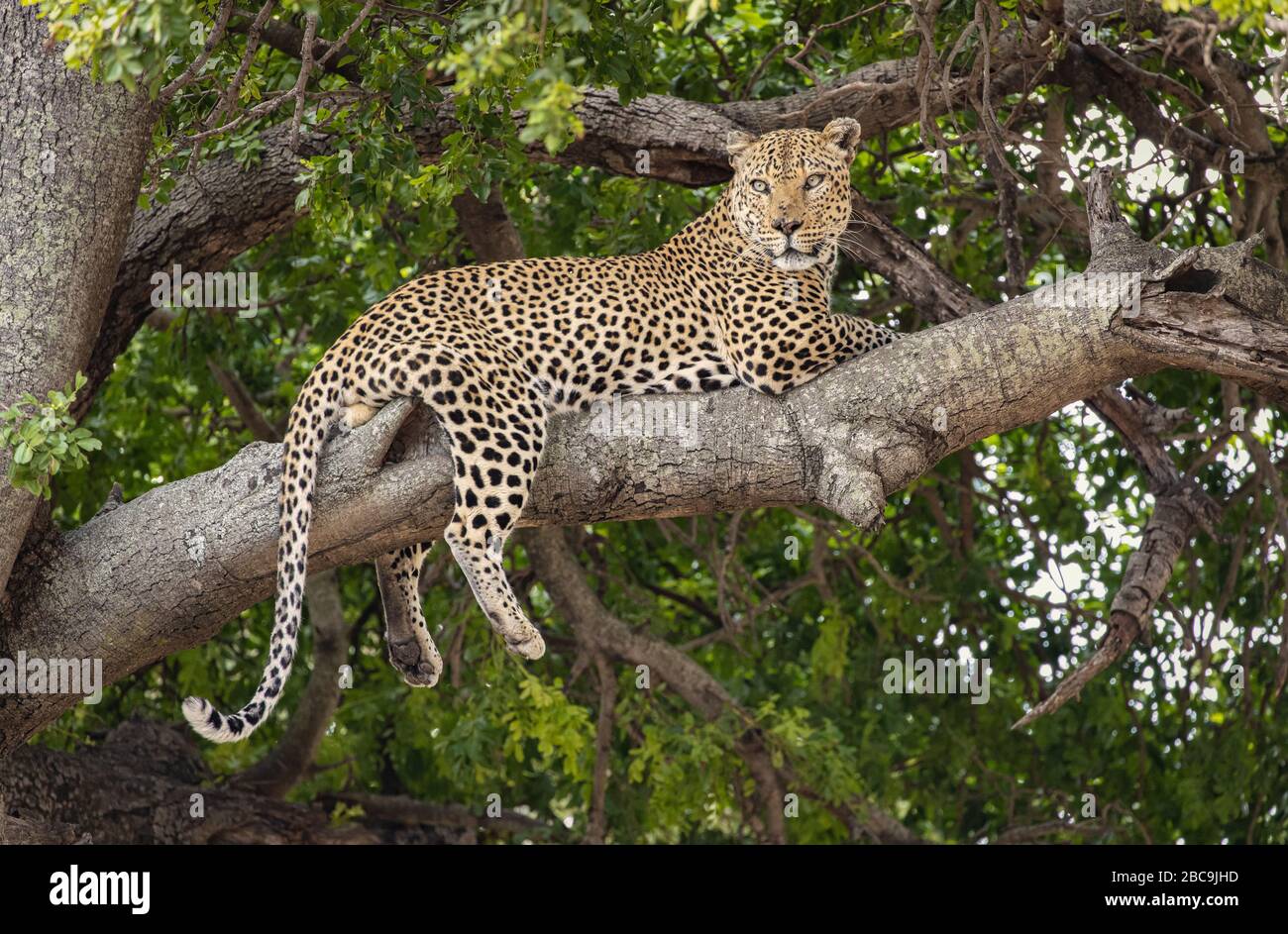 Leopardo riposato in un albero nei parchi nazionali del Sudafrica Foto Stock