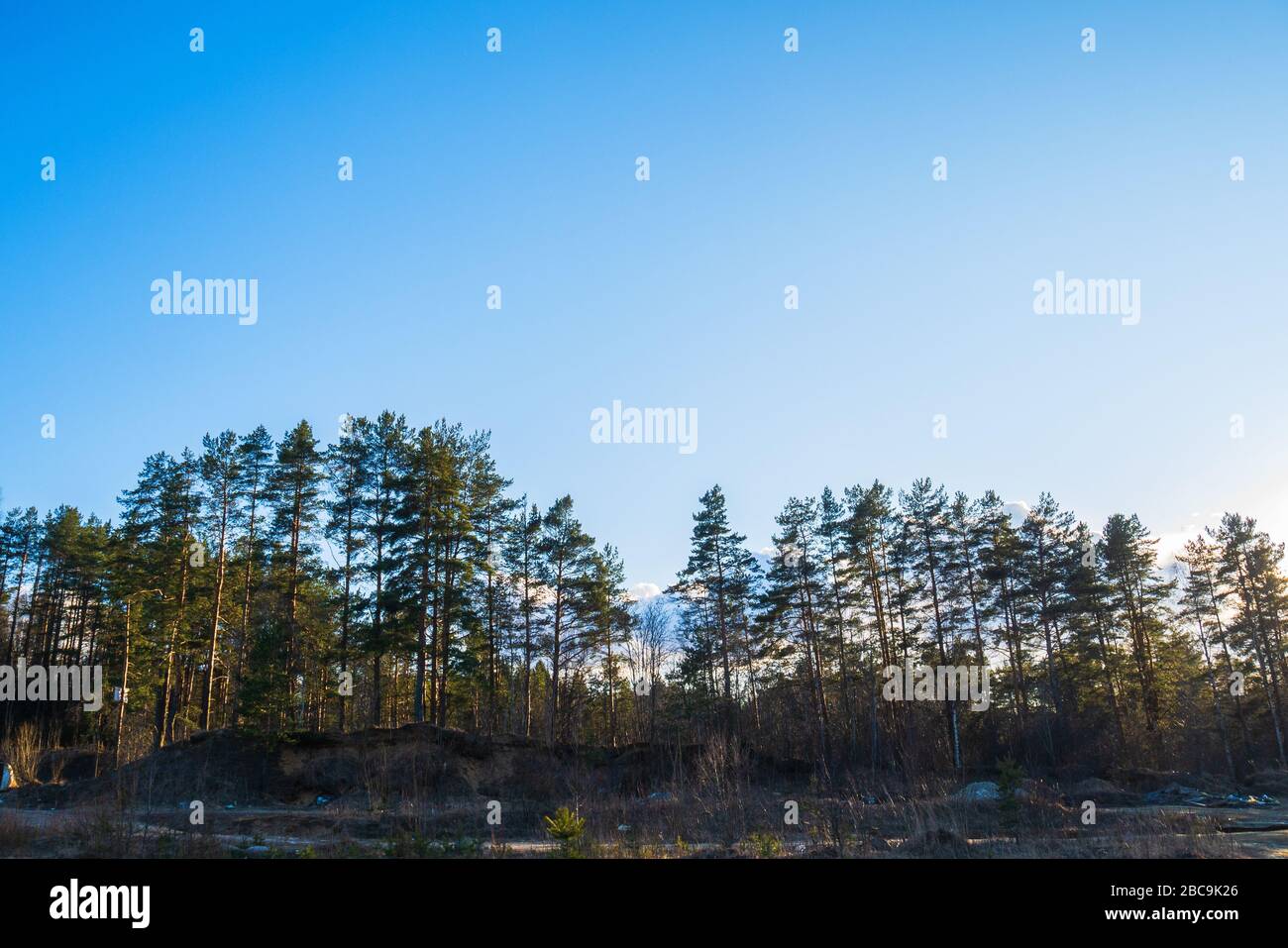 Foresta e il bel cielo blu nuvoloso. Foto Stock