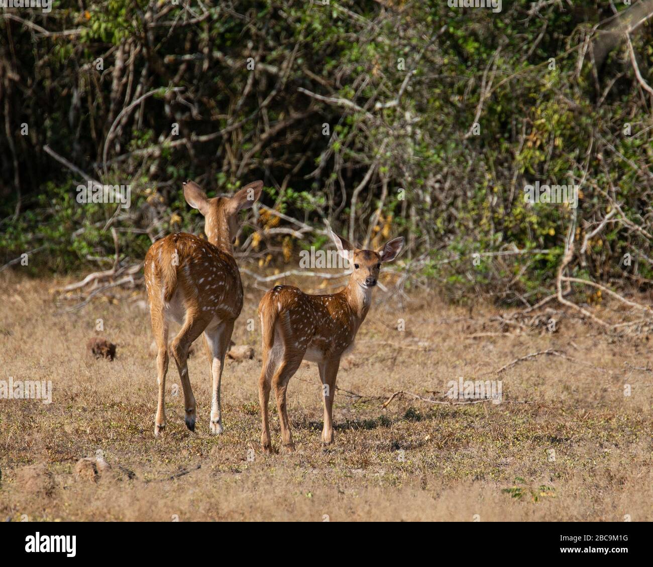Due femmine di cervo indiano spotted Foto Stock