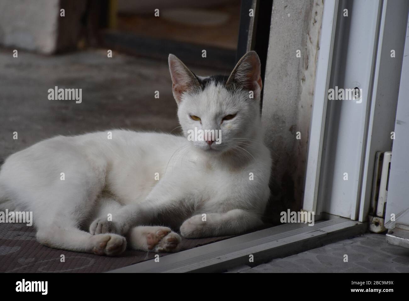 Cat in posizione reclinata. Lei alzò la testa e la guardò di fronte rilassatamente Foto Stock