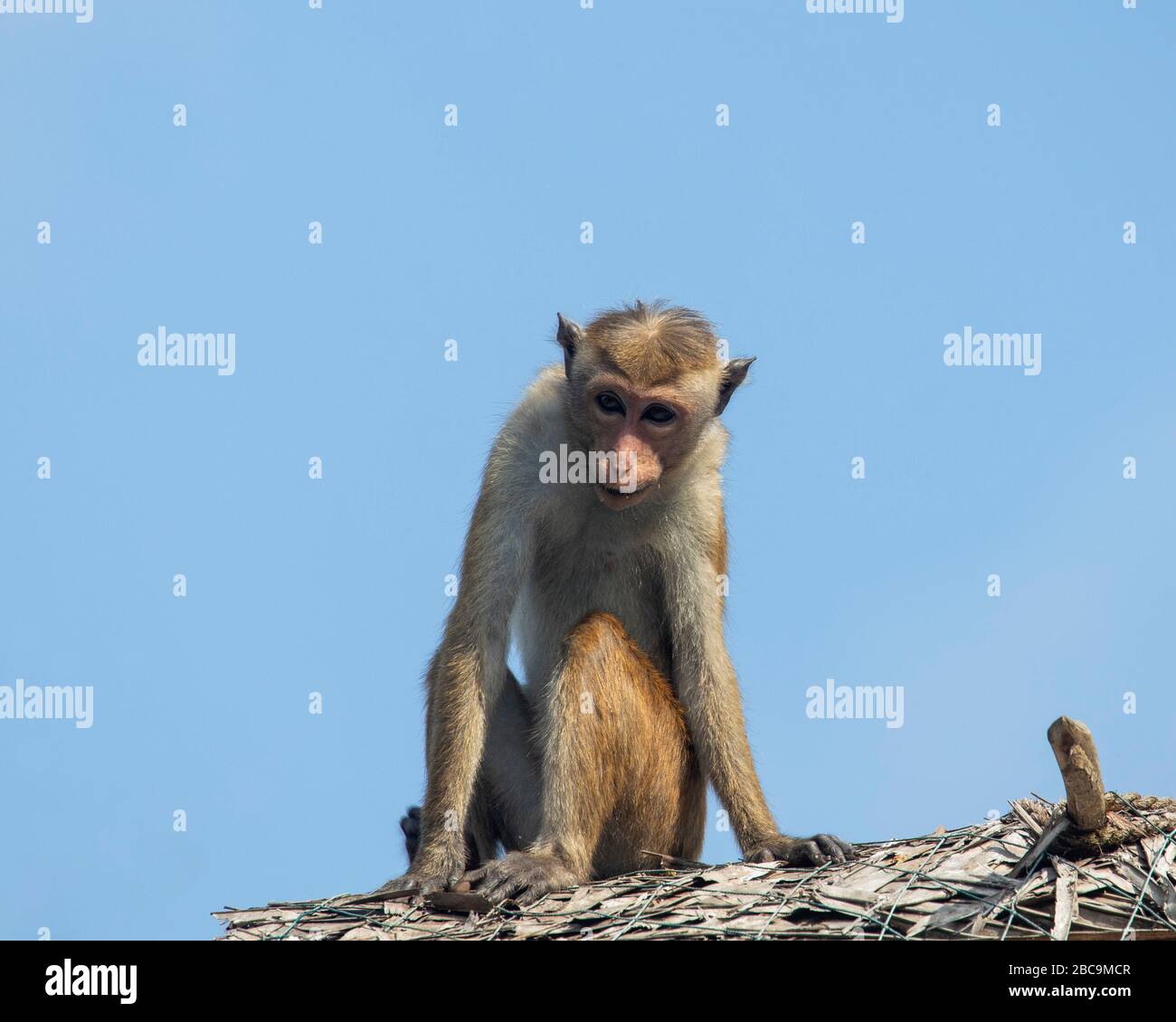 Una scimmia macaque toque sul tetto di un edificio in Sri Lanka Foto Stock