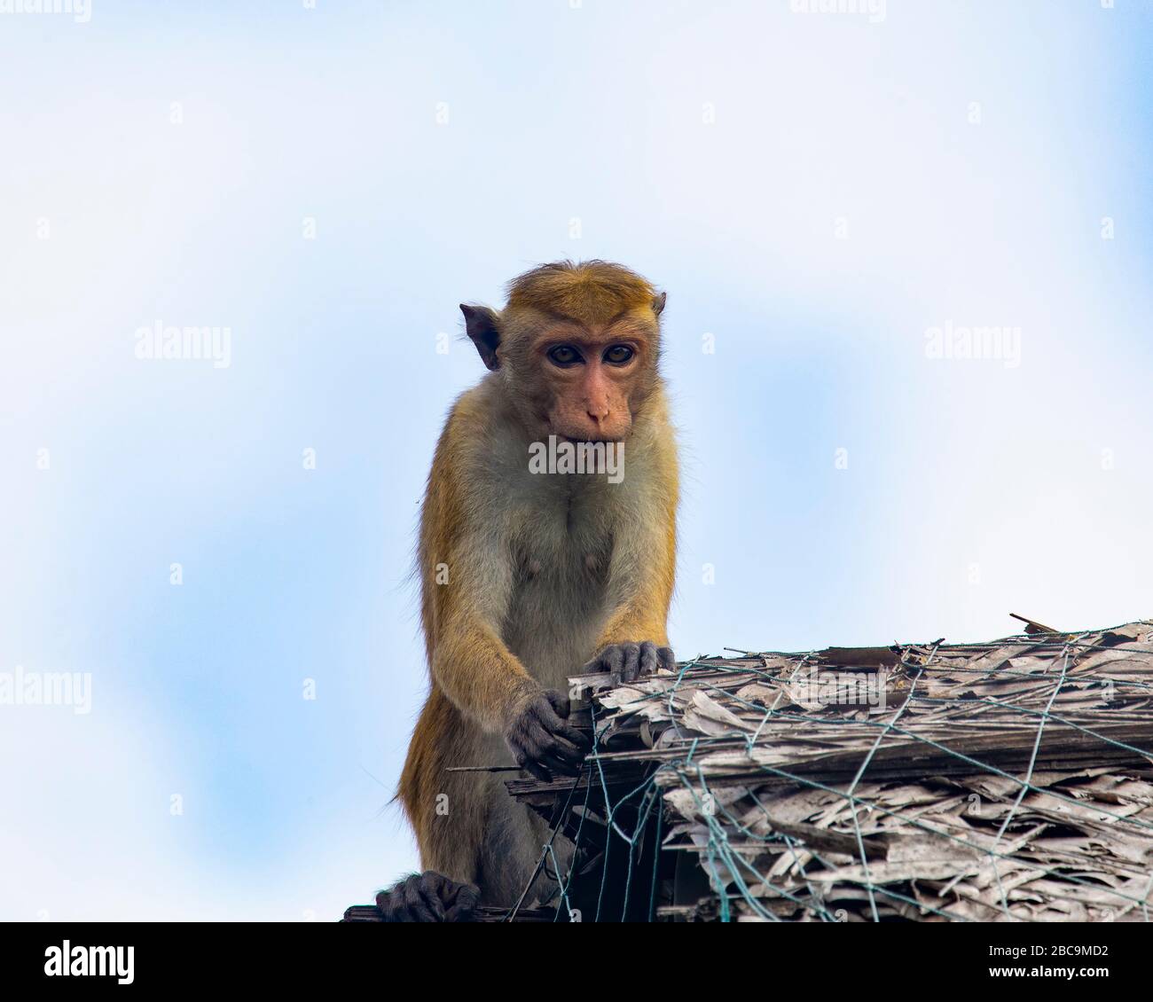 Una scimmia macaque toque sul tetto di un edificio in Sri Lanka Foto Stock