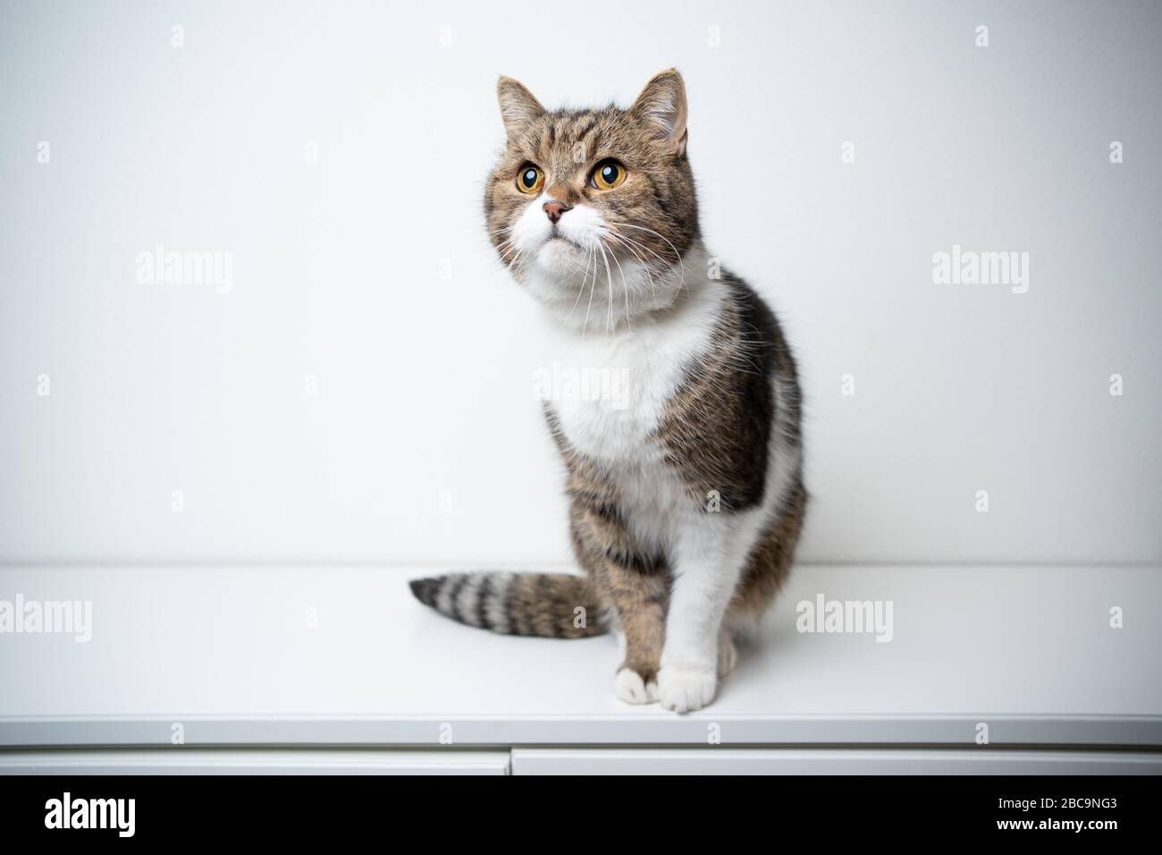 studio ritratto di un tabby britannico shorthair gatto con coda morbida seduta sul cassetto di fronte a sfondo bianco con copia spazio guardare curiosamente Foto Stock