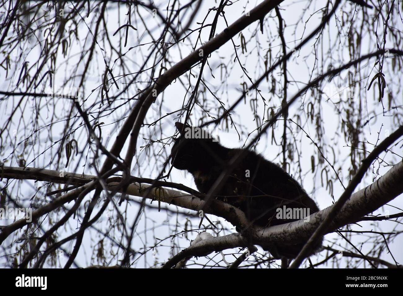 Nella tettoia di betulla senza foglie, sui rami superiori, in altezza, si erge un gatto nero Foto Stock