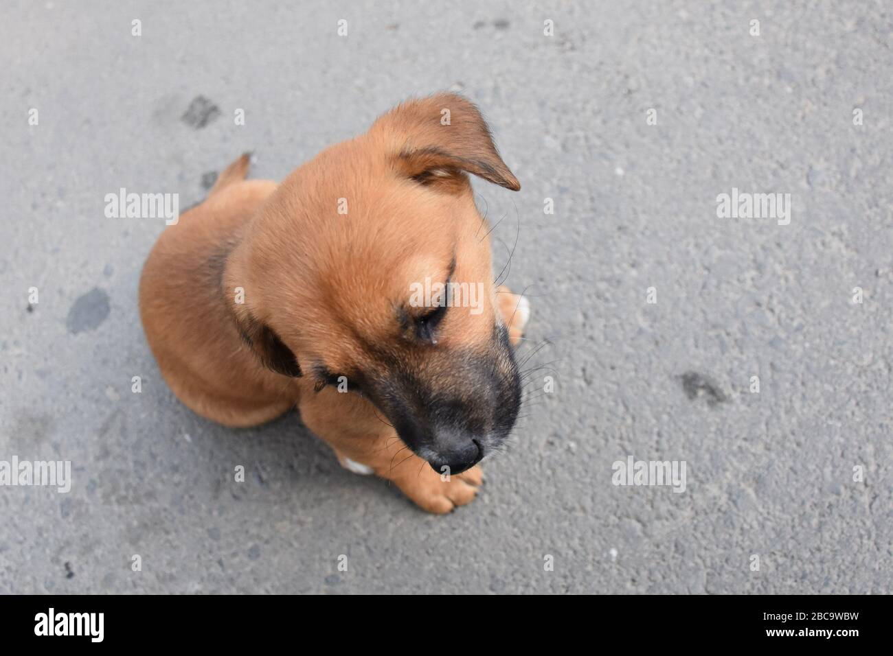 Carino piccolo marrone testa del cane. Egli è solo sul cemento Foto Stock