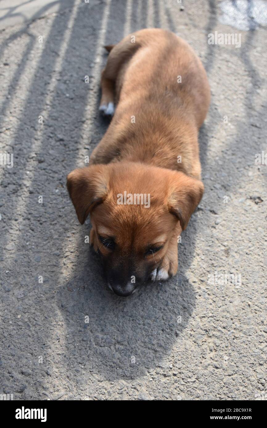 Sul cemento si trova un bel cane piccolo Foto Stock