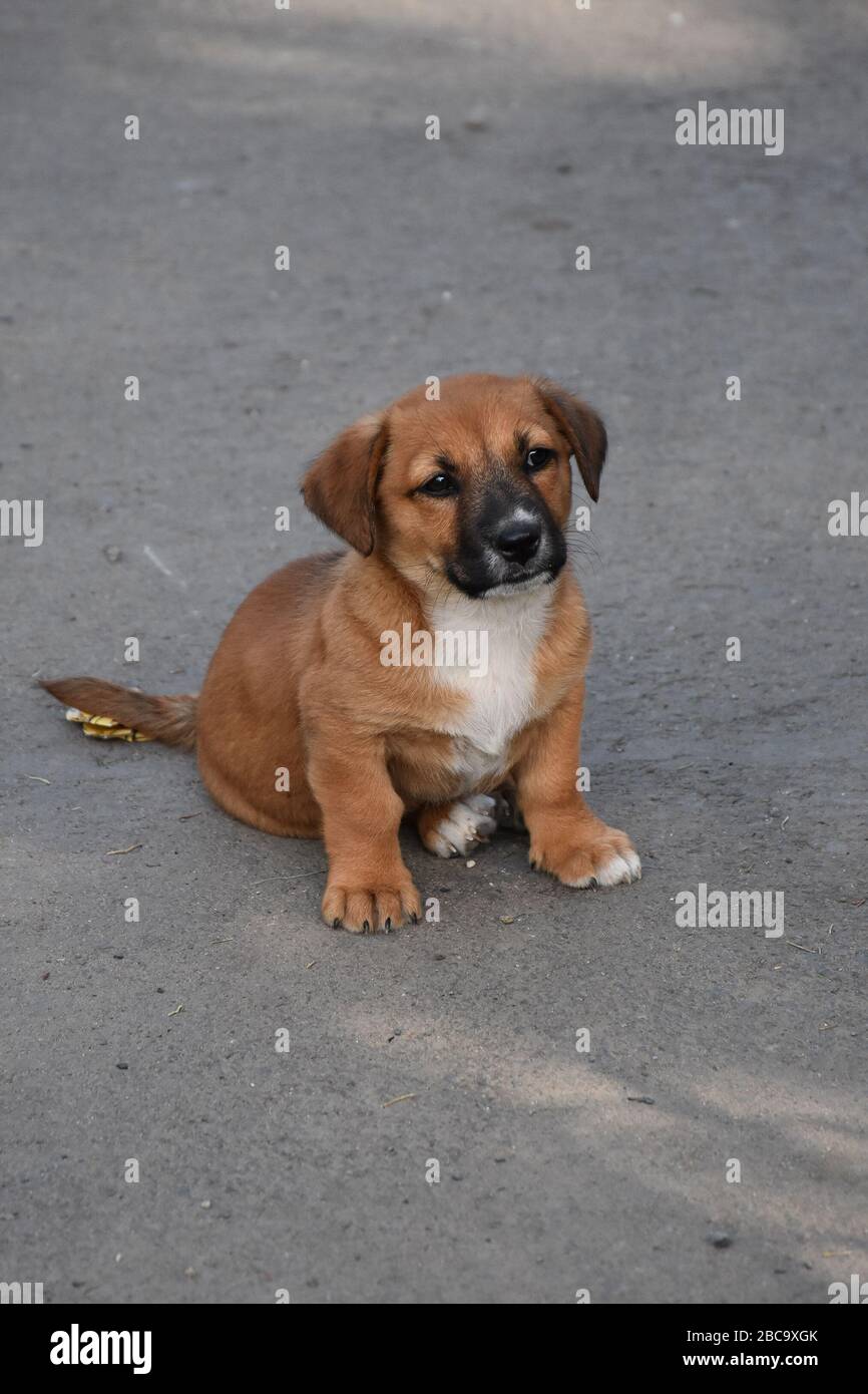 Un piccolo cucciolo marrone su una strada asfaltata Foto Stock