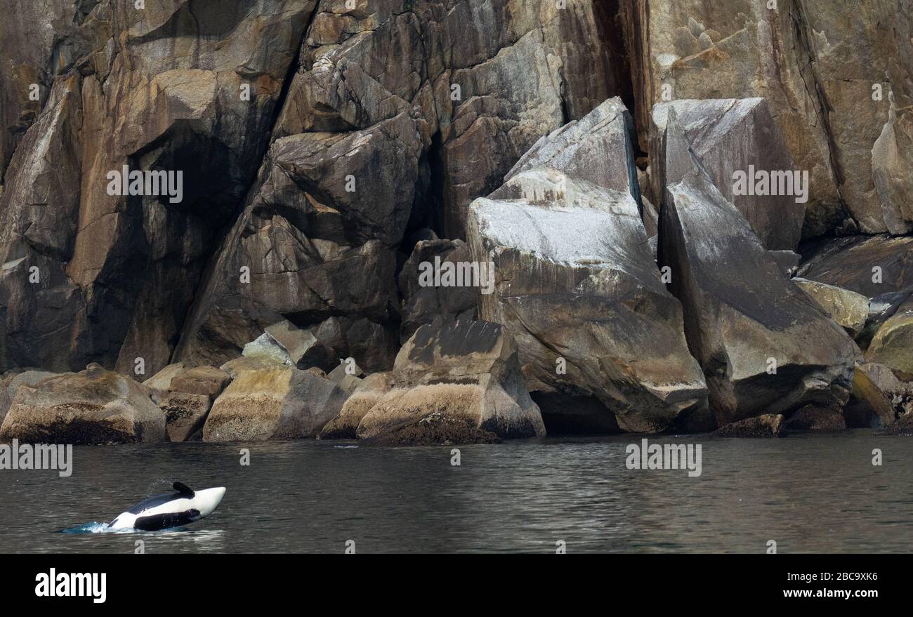 Orca che si stagliava lateralmente sull'acqua vicino a una scogliera rocciosa Foto Stock