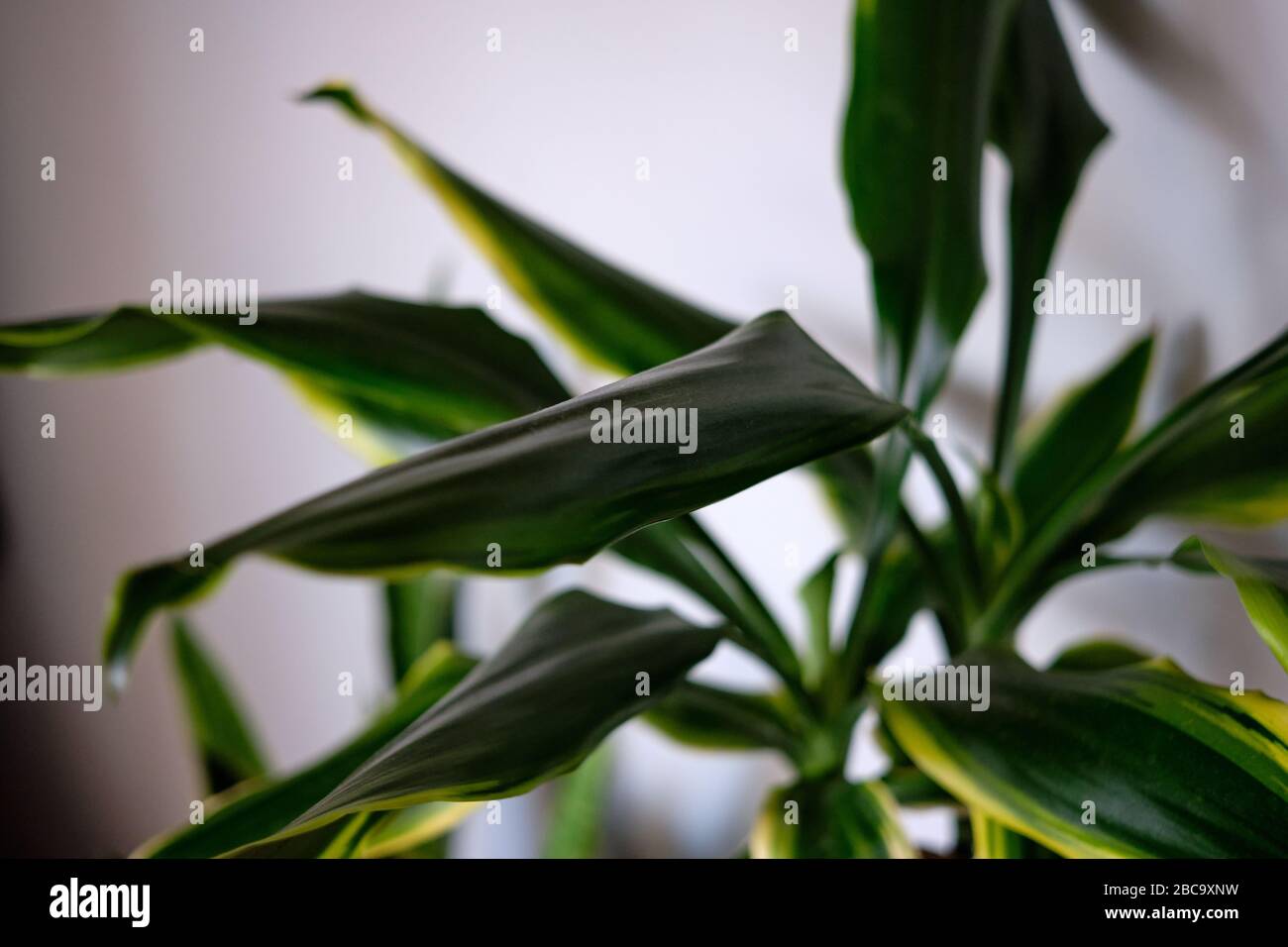 Primo piano di foglie di piante di mais Foto Stock