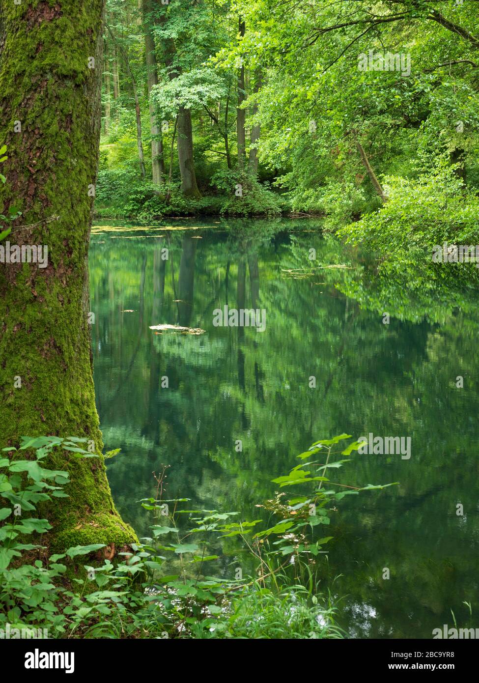 Doosiliher, Wemding, Nördlinger Ries, Franconia, Baviera, Germania Foto Stock