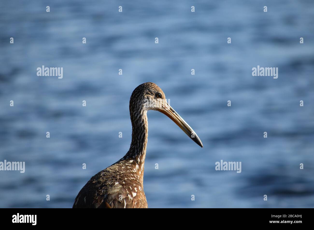 Un uccello marrone che cammina lungo un lago blu brillante su un sentiero natura. Belle piume marrone e bianco e lungo collo e becco. Foto Stock