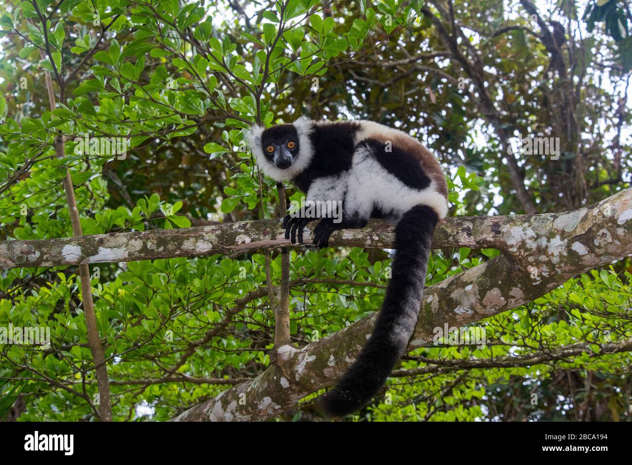 Africa, Madagascar, Akanin 'ny Nofy, Riserva del Palmarium. Lemur bianco e nero con ruffe. Foto Stock