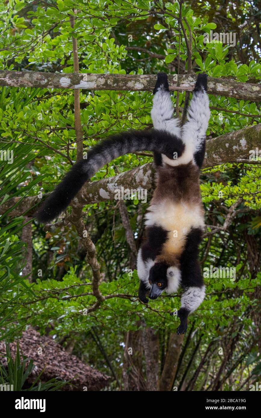 Africa, Madagascar, Akanin 'ny Nofy, Riserva del Palmarium. Lemur bianco e nero con ruffe. Foto Stock